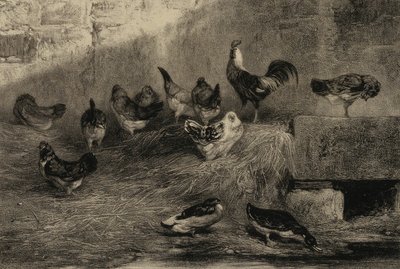 Poulets et canards - Eugene Leroux