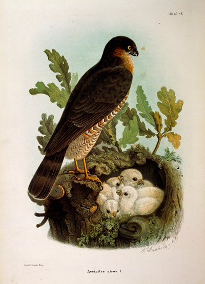 Illustration de l
