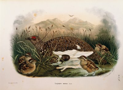 Illustration de l