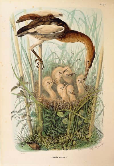 Illustration de "Histoire naturelle des oiseaux qui nichent en Lombardie" d