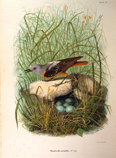 Illustration de "Histoire naturelle des oiseaux qui nichent en Lombardie" d