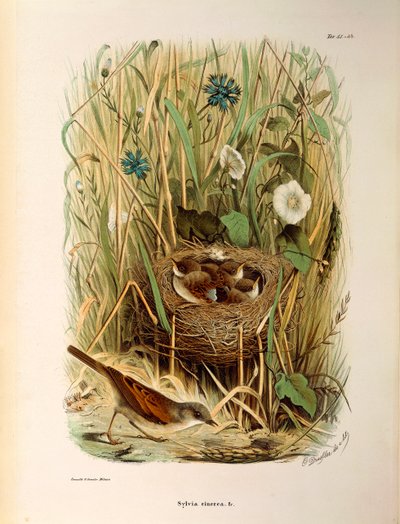 Illustration de "Histoire naturelle des oiseaux qui nichent en Lombardie" d