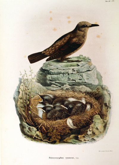 Illustration de "Histoire naturelle des oiseaux qui nichent en Lombardie" d