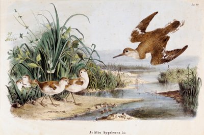 Représentation du chevalier guignette (Actitis hypoleucos) - Eugenio and Dressler Oscar  Bettoni