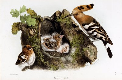 Représentation de la Huppe fasciée (Upupa epops) (Chromolithographie) - Eugenio and Dressler Oscar  Bettoni