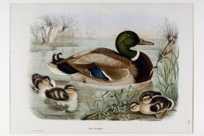 Représentation du Canard Colvert (Anas platyrhynchos), ou colvert (Canard sauvage) (Chromolithographie) - Eugenio and Dressler Oscar  Bettoni