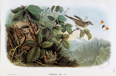 Représentation du poulet véloce (Phyllopneuste rufa) (Pouillot véloce) (Chromolithographie) - Eugenio and Dressler Oscar  Bettoni