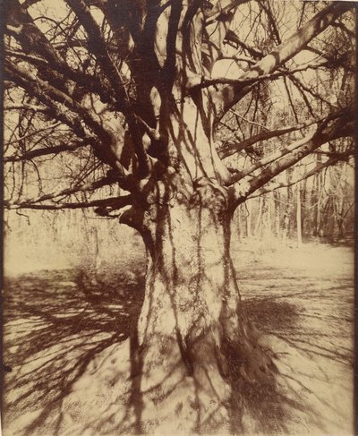 Arbre (Garche) Hêtre - Eugène Atget