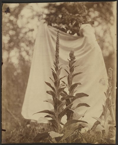 Bouillon Blanc (Mullein Plant) - Eugène Atget
