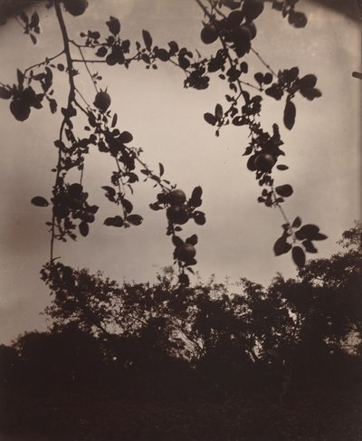 Branche de pommier - Eugène Atget