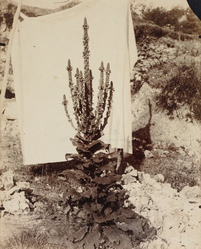 Molène en fleur, c. 1897-1899 - Eugène Atget
