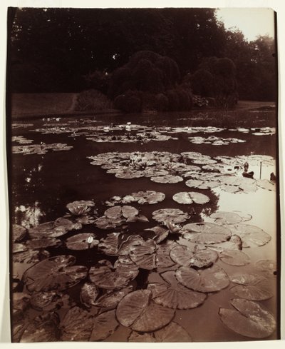 Nymphéa - Eugène Atget