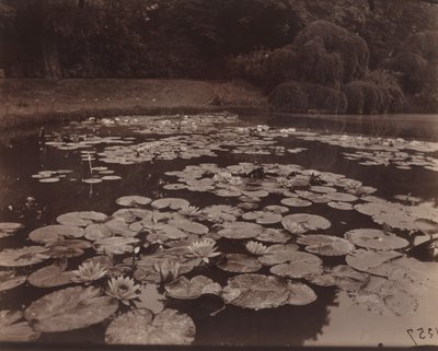 Nymphéas (Bagatelle) - Eugène Atget