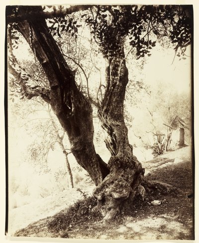 Olivier, Nice - Eugène Atget
