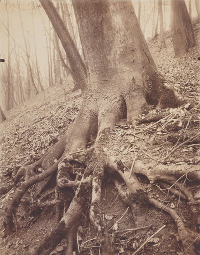 Arbres et Racines - Eugène Atget