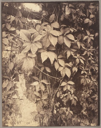 Vigne Vierge - Eugène Atget