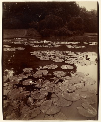 [Nénuphars] - Eugène Atget