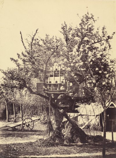 Pigeonnier dans un arbre - Eugène Colliau