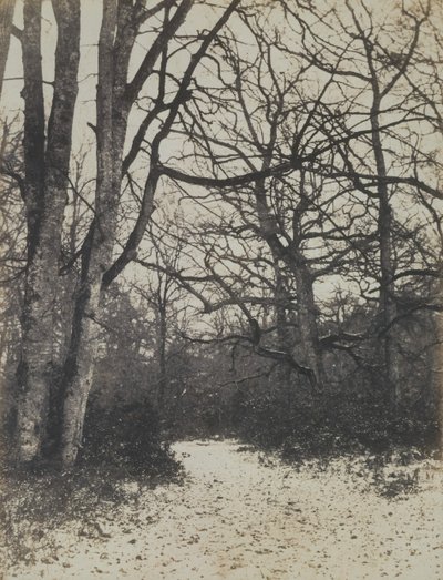 Forêt de Fontainebleau - Eugène Cuvelier
