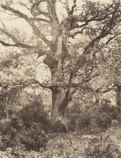 Près du Bodmer - Eugène Cuvelier