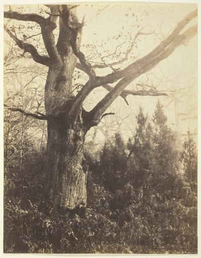 Sans titre [arbre], vers 1860 - Eugène Cuvelier