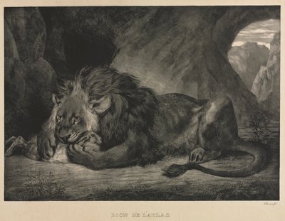 Lion des montagnes de l