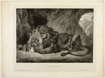 Lion des montagnes de l