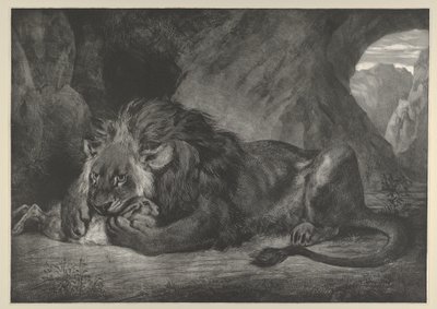 Lion des montagnes de l