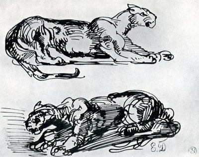 Études de panthères - Ferdinand Victor Eugene Delacroix