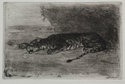 Tigre dormant à l