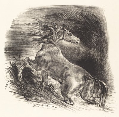 Cheval sauvage sortant de l