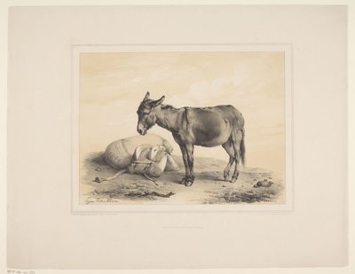 Âne au repos (Études d