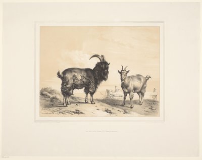 Deux chèvres - Eugène Verboeckhoven