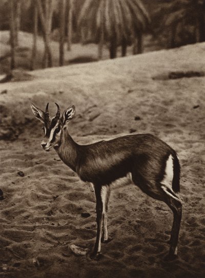 Gazelle au bord de l
