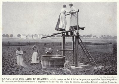 La culture des radis en Bavière - European Photographer