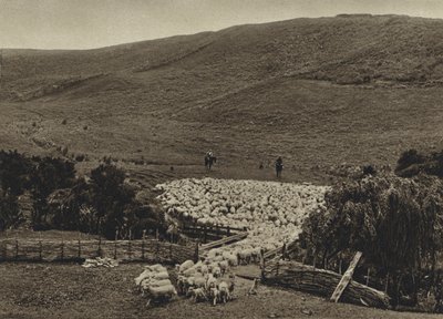 Nouvelle-Zélande, Conduite de moutons - European Photographer