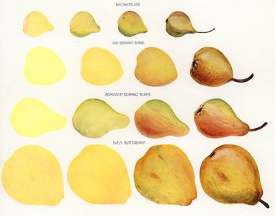 Peinture de fruits en massepain (photo) - European Photographer