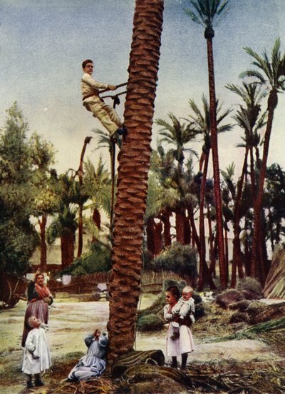 Palmeraies d
