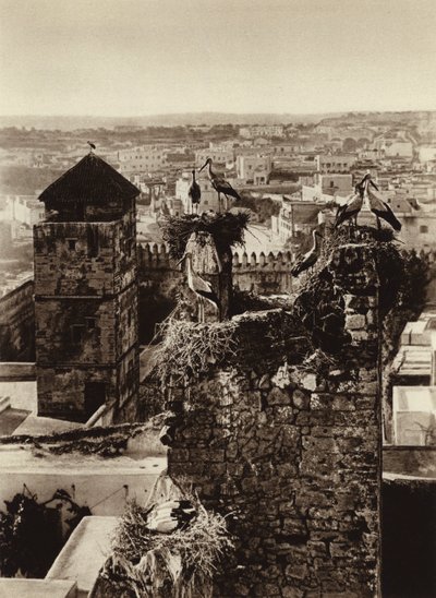 Rabat, Cigognes dans la Kasbah des Oudayas - European Photographer