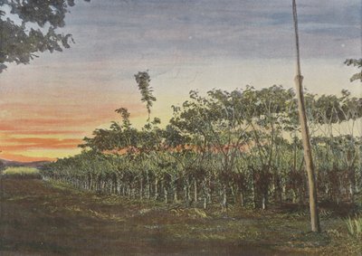 Vanillerie Sous Les Acacias - European Photographer