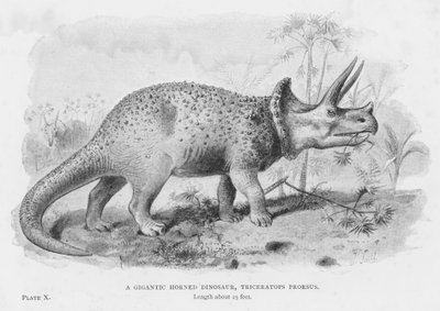Un gigantesque dinosaure à cornes, Triceratops Prorsus - European School