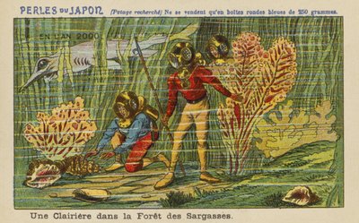 Une clairière dans la forêt de Sargasses en l