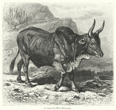 Un sanga-ox, Bos africanus - European School