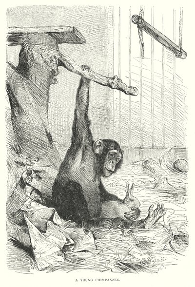 Un jeune chimpanzé (gravure) - European School