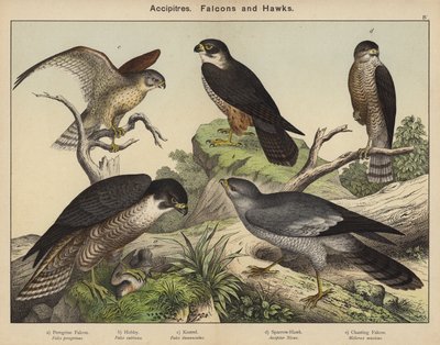 Accipitridés, faucons et éperviers - European School