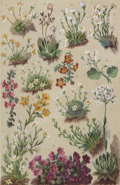 Flore alpine - European School