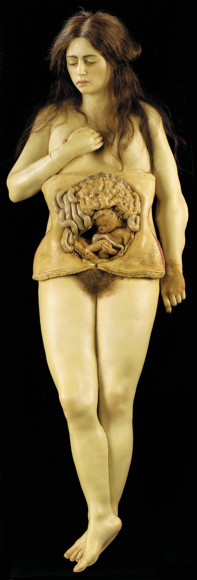 Modèle anatomique d