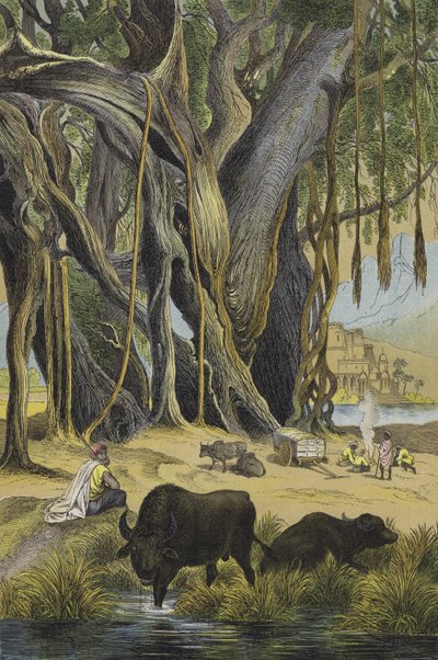 Animaux et plantes de l