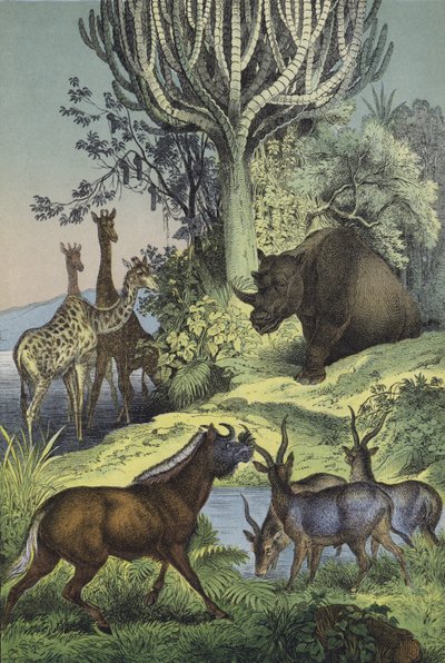 Animaux et plantes des collines abyssiniennes - European School