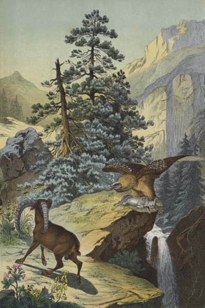 Animaux et plantes des Alpes (lithographie en couleur) - European School